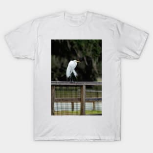 Great Egret, Lake Kissimmee, Florida T-Shirt